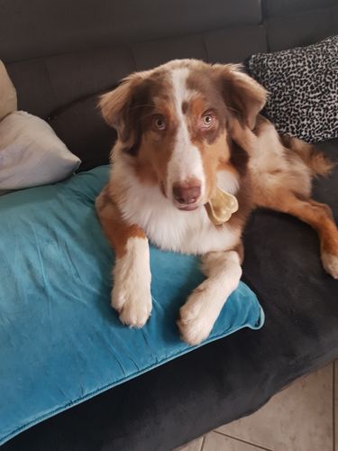 Customer photo review of Collier Anti Aboiement PuppySafe