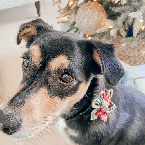 Customer photo review of Christmas dog collar with flower - lodge plaid