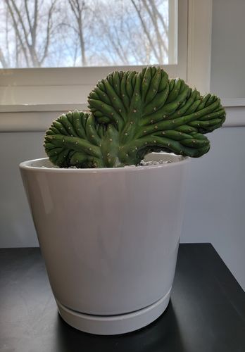Customer photo review of Crested San Pedro Cactus | Echinopsis pachanoi cristata