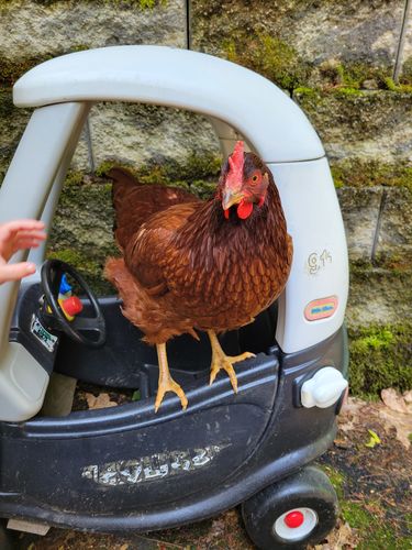 Customer photo review of GrubTerra Dried Larvae