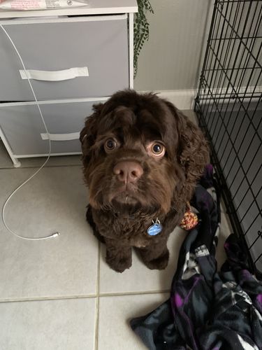 Customer photo review of Anime