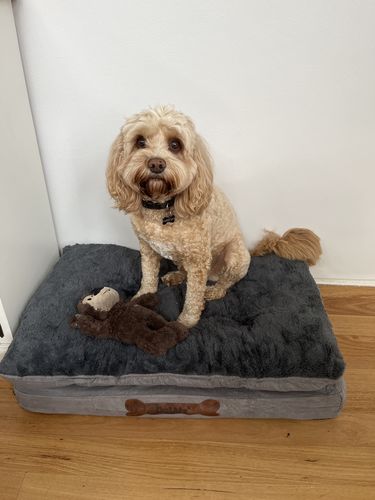 Customer photo review of Pawz Dog Memory Foam Mattress