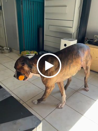 Customer video review of The Fenrir Hammer