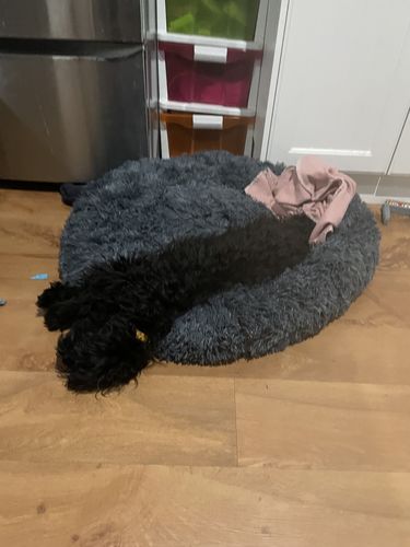 Customer photo review of Pawz Non-Removable Calming Pet Bed