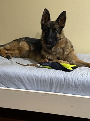Customer photo review of Natural Dog Soap Bar. Specially formulated for soft, smooth and radiant dog skin and coat.