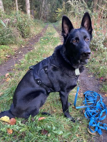 Customer photo review of Ragnar Dog Harness