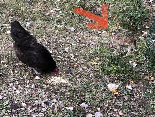 Customer photo review of GrubTerra Dried Black Soldier Fly Larvae