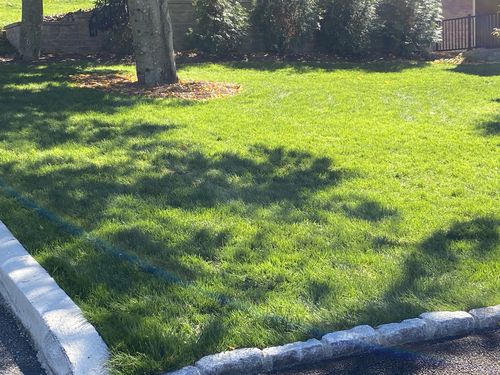 Customer photo review of GCI Turf Cool Blue Grass Seed