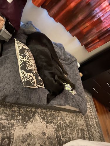 Customer photo review of Orthopaedic Memory Foam Bed