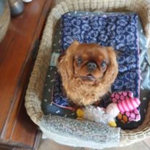 Customer photo review of Natural Dog Soap Bar. Specially formulated for soft, smooth and radiant dog skin and coat.