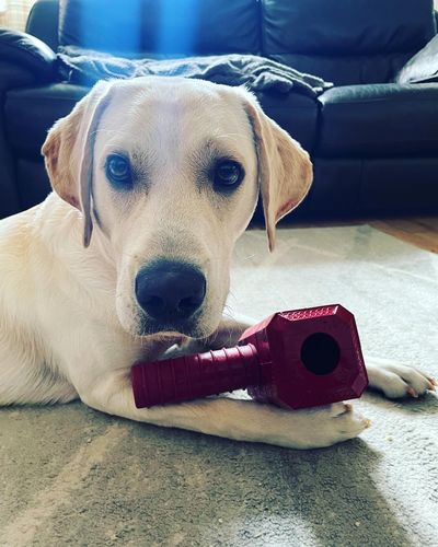 Customer photo review of The Fenrir Hammer