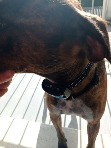 Customer photo review of Collier Anti Aboiement PuppySafe