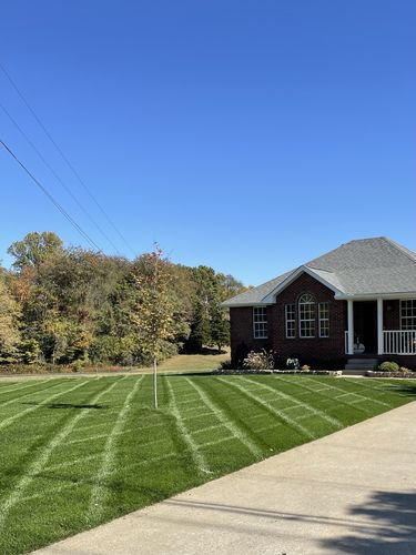 Customer photo review of GCI Turf Type Tall fescue Grass Seed