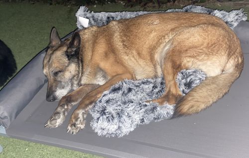 Customer photo review of PaWz Elevated Pet Trampoline