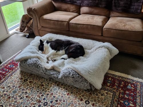 Customer photo review of PaWz Pet Orthopaedic Bed