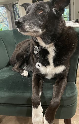 Customer photo review of White