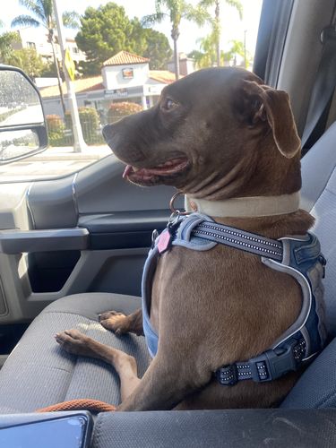 Customer photo review of Pink Silicone