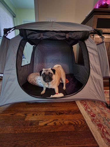 Customer photo review of Pop N' Go® Pets