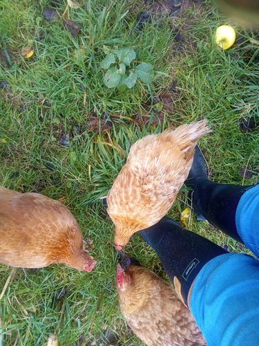 Customer photo review of Stratus Wellington Boot Black