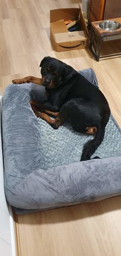 Customer photo review of PaWz Pet Sofa Bed