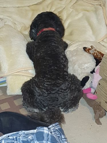 Customer photo review of DoggieBalm COAT Leave-In Spray Conditioner and Detangler. Formulated to moisturize and promote healthy, nourished dog coats