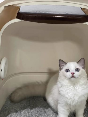 Customer photo review of Mayitwill Negative Ion Smart Deodorizer | Cat Litter Box Odor Eliminator