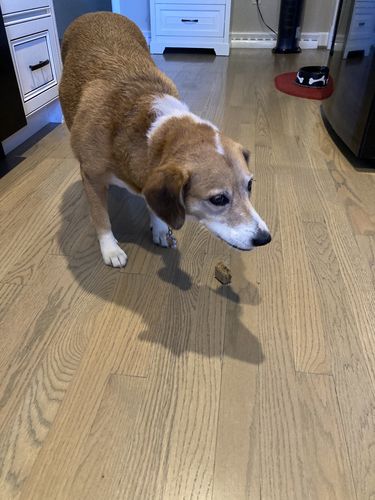 Customer photo review of Adult Canine Food Bars: Turkey and Duck Recipe - BULK PACK