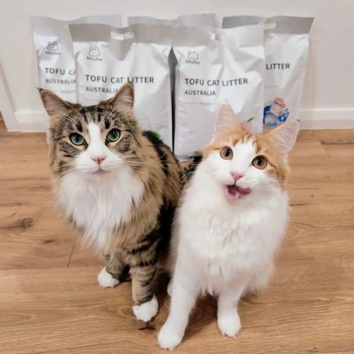 Customer photo review of Michu Natural Clumping Tofu Cat Litter 2.5kg/6L