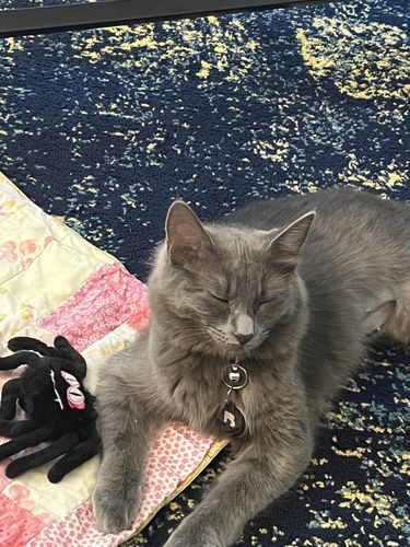 Customer photo review of Black Cat