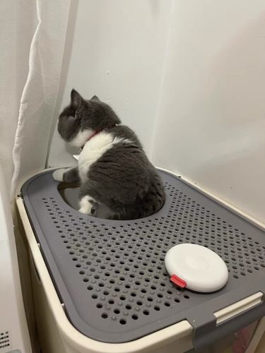 Customer photo review of Mayitwill Negative Ion Smart Deodorizer | Cat Litter Box Odor Eliminator