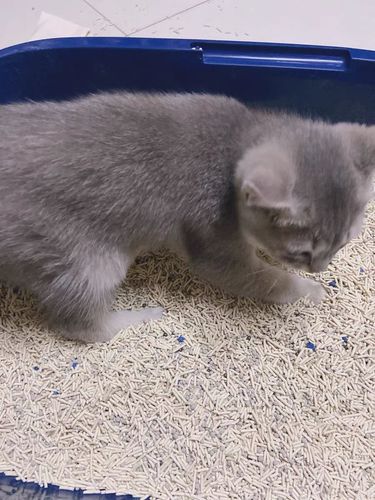 Customer photo review of Michu Mixed Tofu Cat Litter, Heavy Duty Flushable Kitty Litter