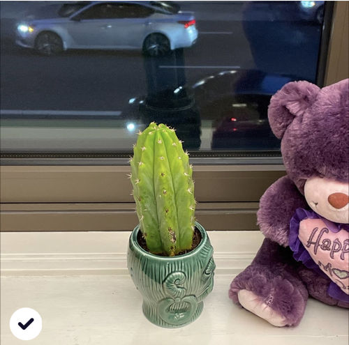 Customer photo review of San Pedro Cactus | Extra Small | Echinopsis pachanoi