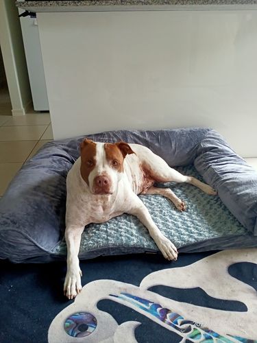 Customer photo review of PaWz Pet Sofa Bed