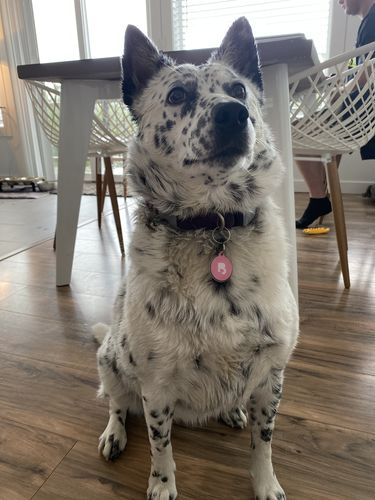 Customer photo review of Pink