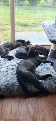 Customer photo review of PaWz Memory Foam Multimat