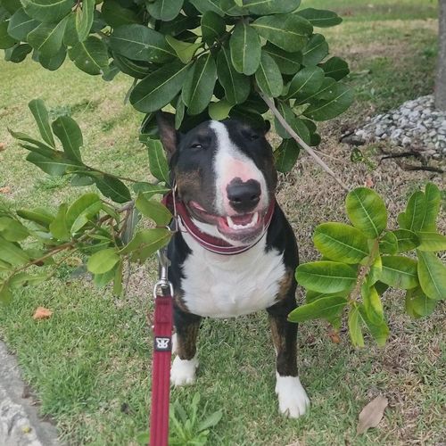Customer photo review of Tips & Toes - Nose and Paw Balm