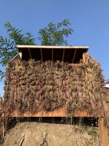 Customer photo review of Hunting Blind Raffia Grass (Pack)