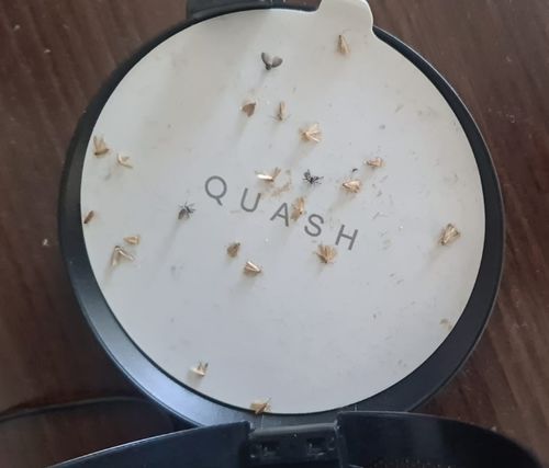Customer photo review of Quash UV Indoor Bug Trap - Black