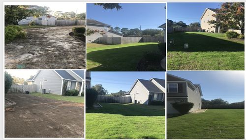 Customer photo review of GCI Turf Type Tall fescue Grass Seed