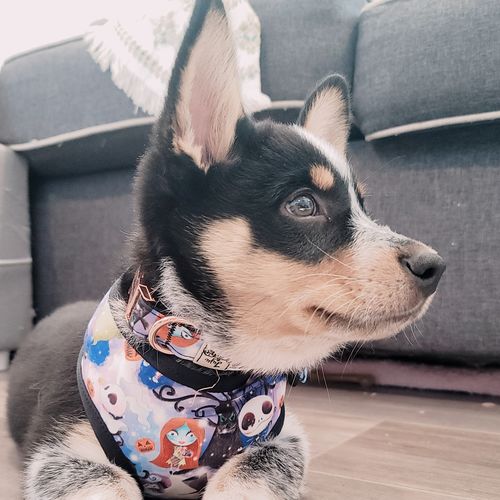 Customer photo review of Halloween dog harness - ghost party