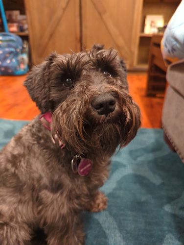 Customer photo review of Woof Pack