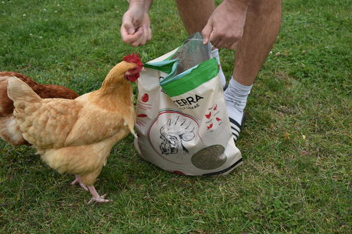 Customer photo review of GrubTerra Dried Larvae