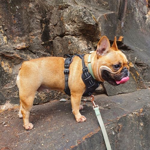 Customer photo review of Natural Dog Soap Bar. Specially formulated for soft, smooth and radiant dog skin and coat.