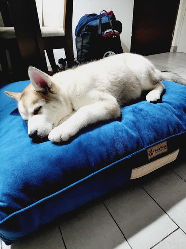 Customer photo review of Cama Para Perro Modelo Origen Kuapets Azul