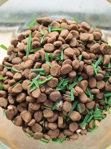 Customer photo review of MAYITWILL All in One Soil Free Cat Grass Grow Kit