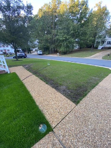 Customer photo review of GCI Turf Type Tall fescue Grass Seed
