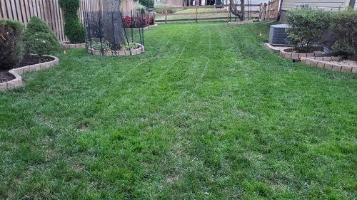 Customer photo review of Protene Performance Starter Fertilizer