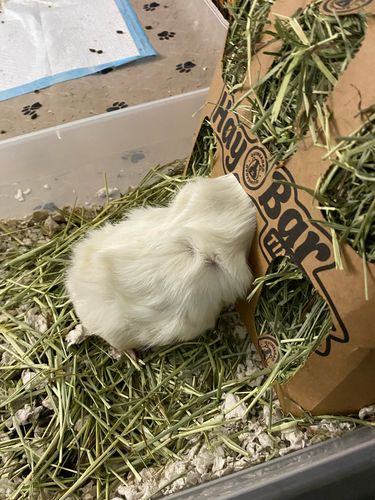 Customer photo review of GuineaDad Nourish Series- Guinea Pig Timothy Hay Bar (5 Pack)