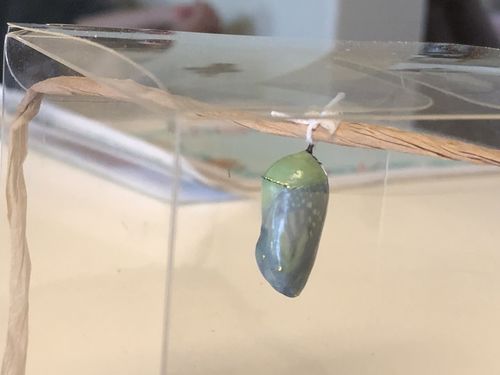 Customer photo review of Classic Live Monarch Butterfly Chrysalis Box