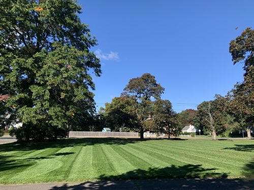 Customer photo review of GCI Turf Cool Blue Grass Seed